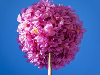 Ipê bola Rosa