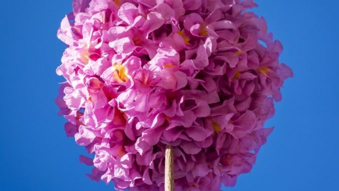 ipe-bola Ipê bola Rosa