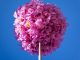 Ipê bola Rosa