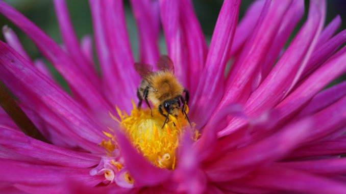 Uma abelha no centro de uma flor, provavelmente colhendo pólen
