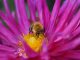 Uma abelha no centro de uma flor, provavelmente colhendo pólen