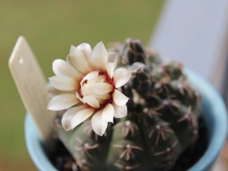 Uma planta suculenta