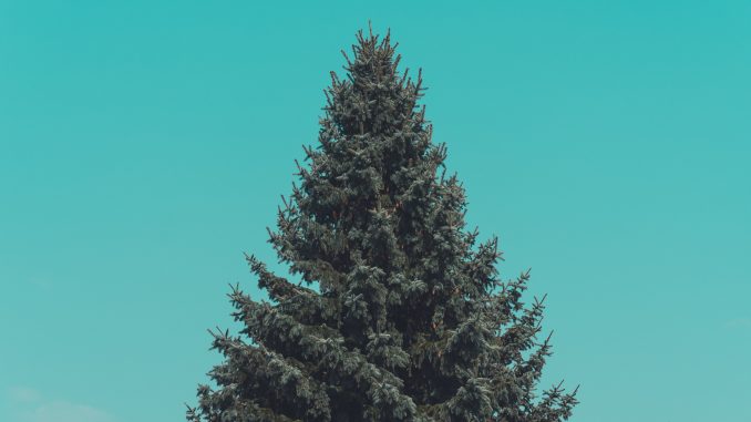 Nem só de natal vive o pinheiro – Descascando a ciência Nem só de natal vive o pinheiro – Descascando a ciência
