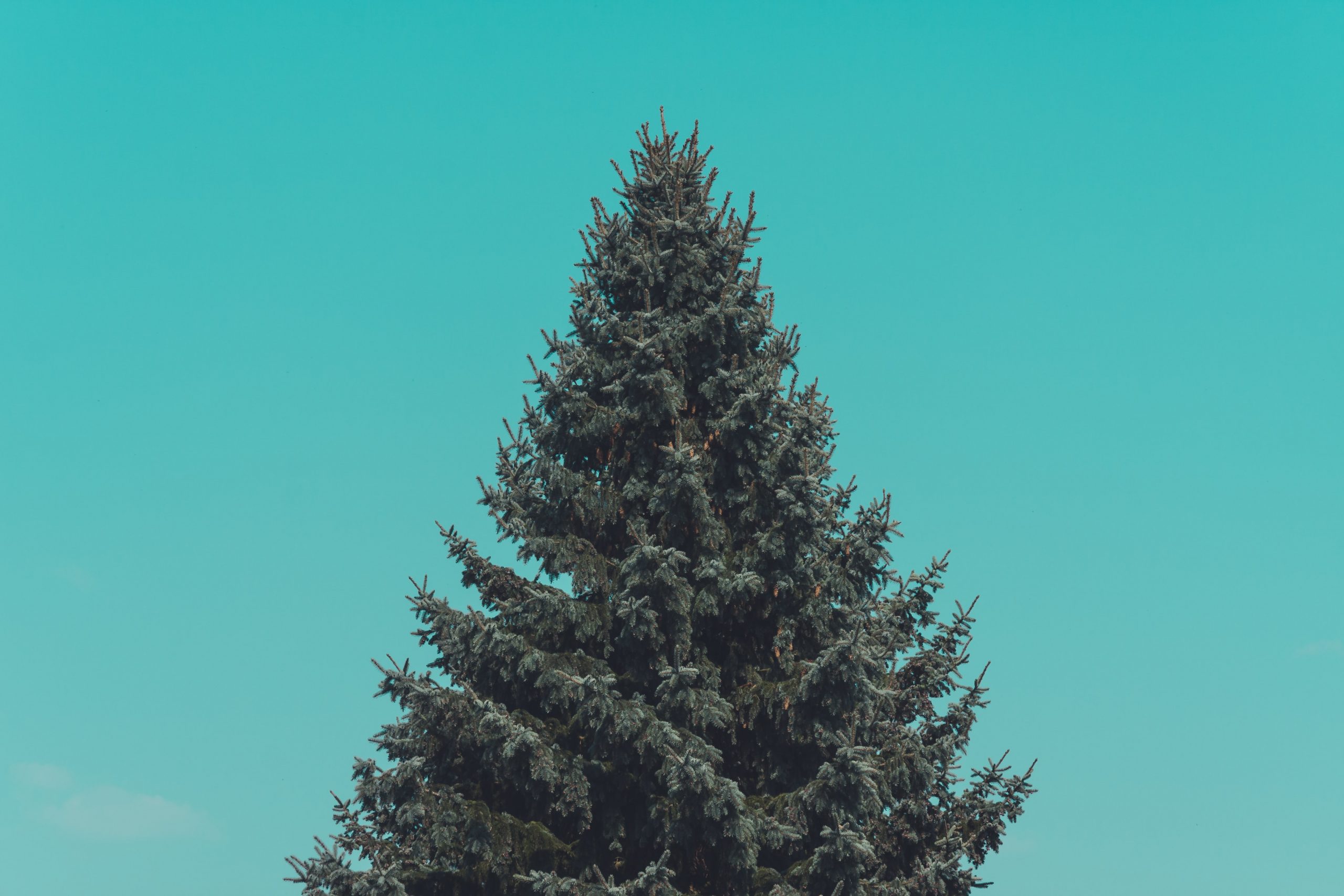 Foto de um pinheiro