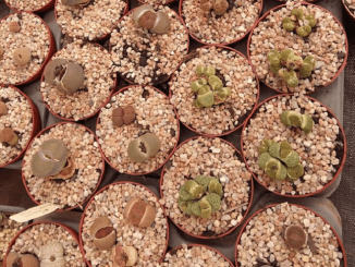 várias suculenta Lithops
