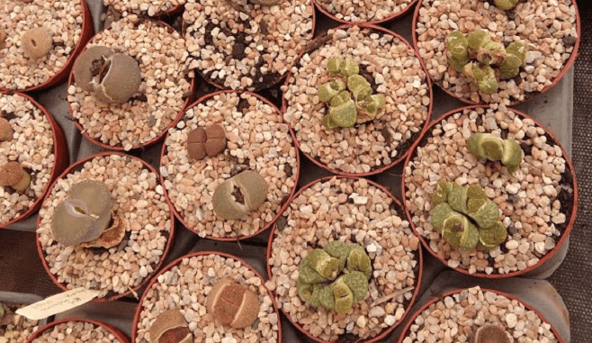 suculenta Lithops várias suculenta Lithops