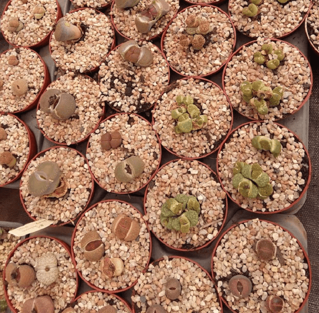 várias suculenta Lithops