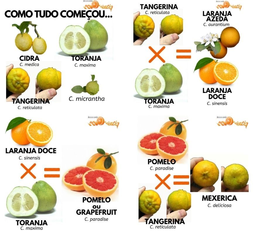 Tangerina e mexerica não são a mesma fruta! Entenda a família dos citros