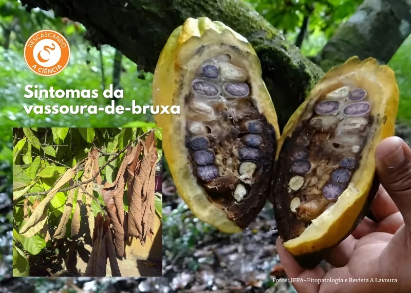 Cacau e chocolate - vassoura-de-bruxa- Descascando a Ciência