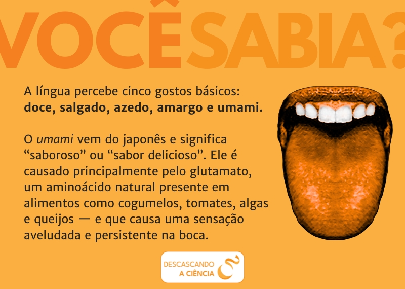 A língua percebe cinco gostos básicos: doce, salgado, azedo, amargo e umami.
O Umami vem do japonês e significa “saboroso” ou “sabor delicioso”. Ele é causado principalmente pelo glutamato, um aminoácido natural presente em alimentos como cogumelos, tomates, algas e queijos — e que causa uma sensação aveludada e persistente na boca.