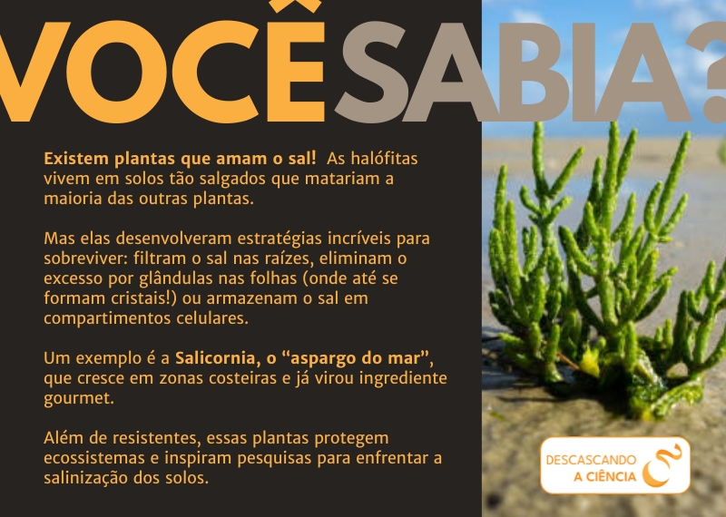Existem plantas que amam o sal! As halófitas vivem em solos tão salgados que matariam a maioria das outras plantas. Mas elas desenvolveram estratégias incríveis para sobreviver: filtram o sal nas raízes, eliminam o excesso por glândulas nas folhas (onde até se formam cristais!) ou armazenam o sal em compartimentos celulares. Um exemplo é a Salicornia, o “aspargo do mar”, que cresce em zonas costeiras e já virou ingrediente gourmet. Além de resistentes, essas plantas protegem ecossistemas e inspiram pesquisas para enfrentar a salinização dos solos.