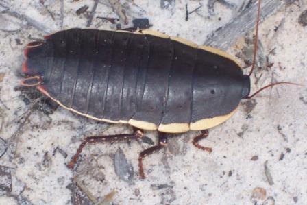 Cockroach_8_cm_long_Ku-ring-gai_Chase_National_Park.jpg