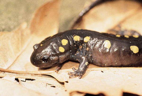 Spotted_salamander_on_leaf.jpg