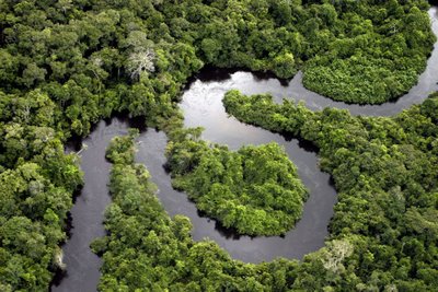 Amazônia NÃO é o “pulmão” do mundo. Ou pode ser?