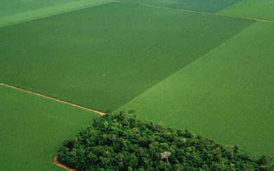 Mercado da biodiversidade: Valorando o meio ambiente