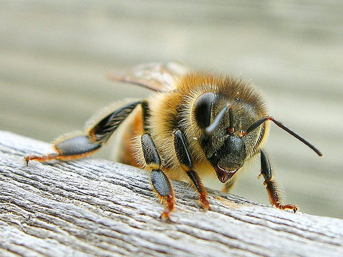 apis-mellifera-abelhas-close.jpg