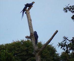 Fotografia Científica: Arara Azul