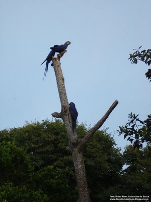 Fotografia Científica: Arara Azul