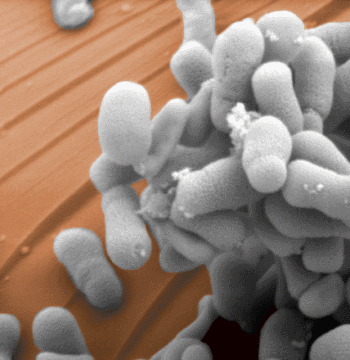 bacterias-metanotroficas-metano.gif