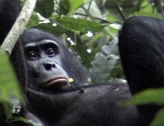 Bonobo e seu instinto assassino