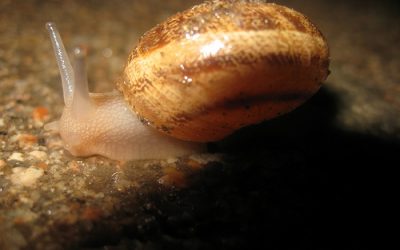 Seleção natural direcional: caracóis devagar, quase parando.