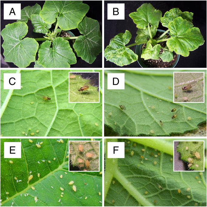 plantas infectadas.JPG