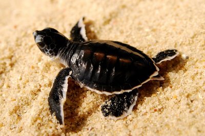 Como tartarugas lembram onde nasceram?