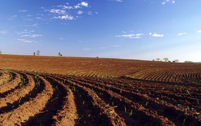 A cana vai chegar na Amazônia legal, legalmente