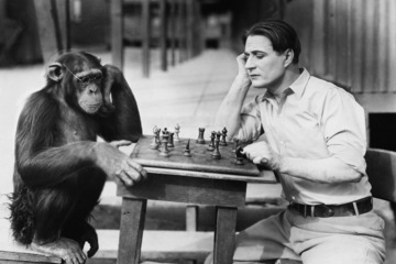 chimpanzee-chess-140205