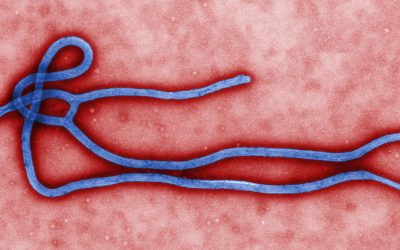Ebola e Ecologia, tudo a ver
