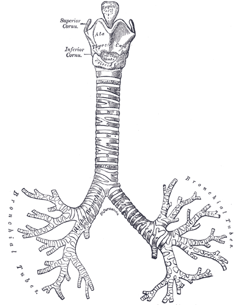 Árvore Brônquica (Fonte: Wikipédia)