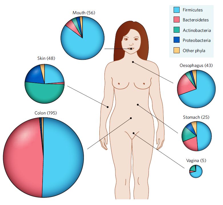 microbiota11