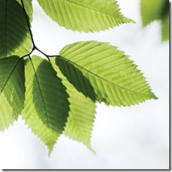 23377_go_green_leaves_320