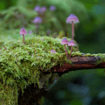 cogumelos roxos em líquen de um tronco de árvore