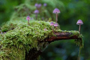 cogumelos roxos em líquen de um tronco de árvore