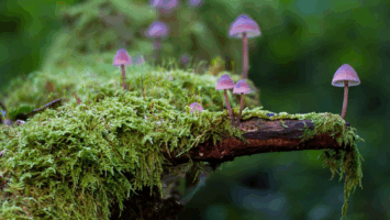 cogumelos roxos em líquen de um tronco de árvore