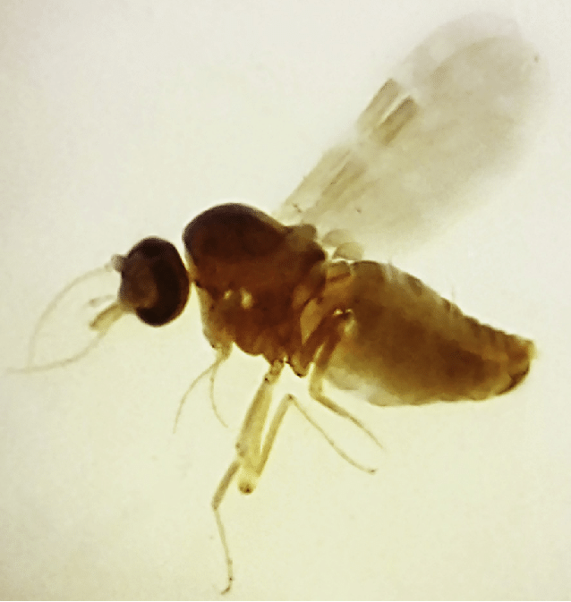 Figura 2. Culicoides paraensis, o maruim ou mosquito-pólvora. Créditos da imagem: Maria Luiza Felippe-Bauer, Instituto Oswaldo Cruz, Rio de Janeiro, RJ, Brasil.