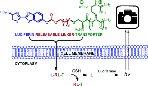 luciferin_conjugates.gif