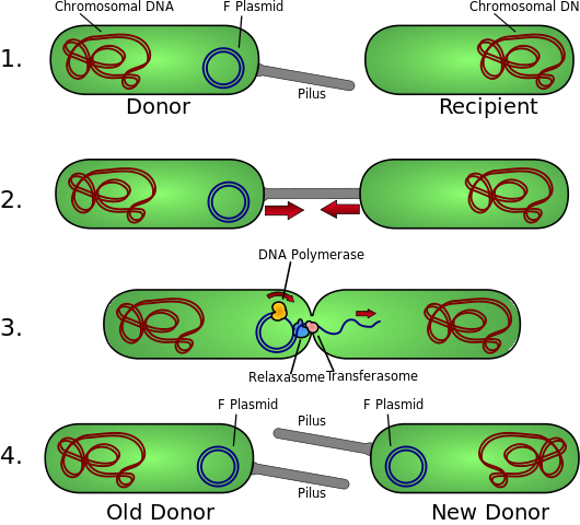 Conjugação Bacteriana