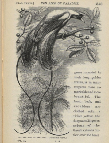 Figura 6. Ave-do-paraíso vermelha(Paradisaearubra) umas das incríveis espécies de aves encontradas na região por Alfred Russel Wallace. Fonte: wallace-online.org