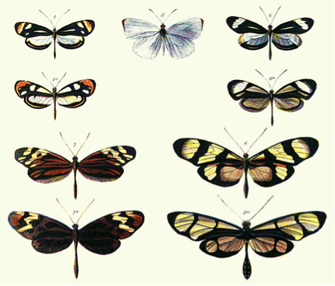 Figura 2. Mimetismo batesiano, primeira e terceira fileira pertencem a mesma família, a segunda e quarta fileira são espécies que ‘imitam’ as anteriores. Fonte: Henry Walter Bates 1862, wikipedia.org.