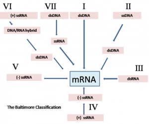 Figura 1: Classificação de Baltimore para vírus. (+) e (-) indicam senso positivo e negativo, respectivamente, da fita de RNA. ds e ss indicam que a molécula de ácido nucleico é constituída de cadeia dupla ou simples, respectivamente. Imagem de GrahamColm, retirada da Wikimedia Commons.