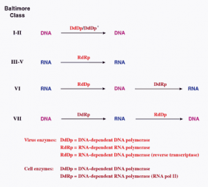 Figura 2: Classificação de Baltimore de vírus, apresentando quais enzimas são utilizadas por cada grupo. 