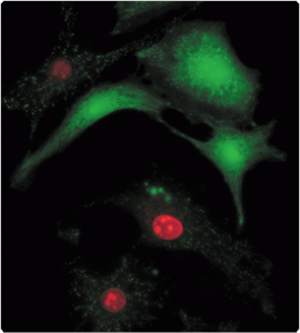 275-wide-par-4210-image-275-306-1-s001619-cell-viability-cytotoxicity-assay-gif