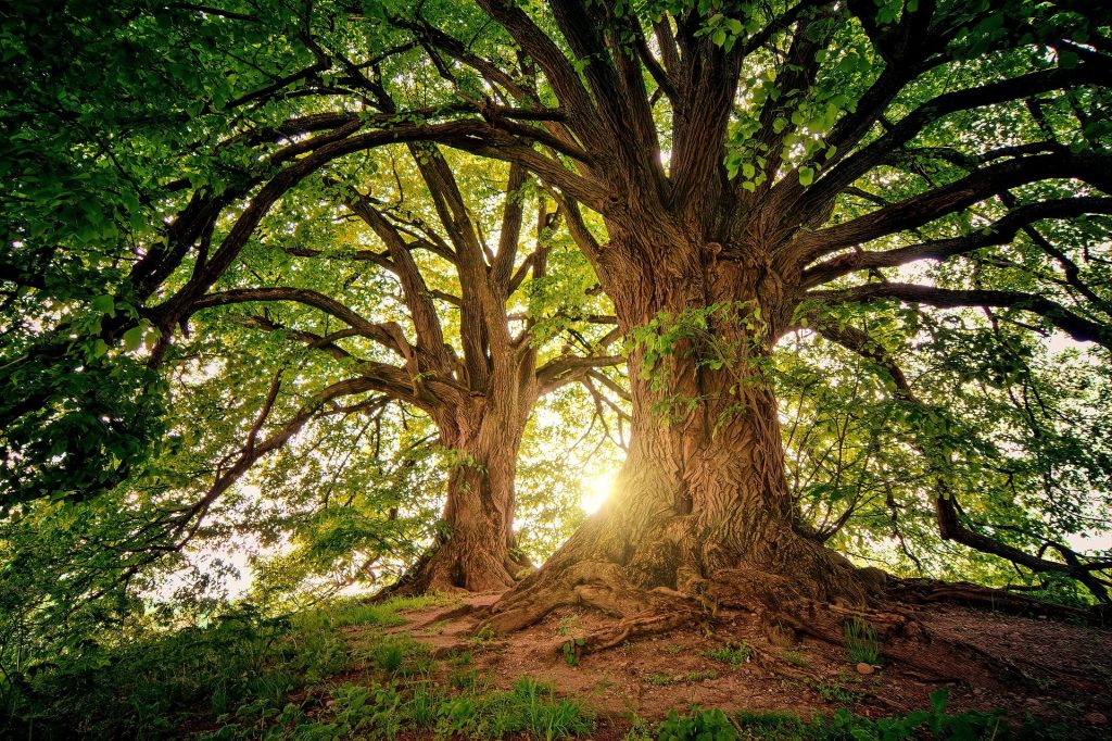 Foto de uma floresta com duas árvores e o sol ao fundo iluminando o espaço entre os troncos