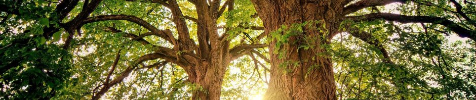 Foto de uma floresta com duas árvores e o sol ao fundo iluminando o espaço entre os troncos