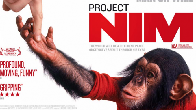 Nim Project Flyer (cartaz do filme Projeto Nim). A imagem mostra Nim Chimpsky interagindo com a mão de um humano #ParaCegoVer