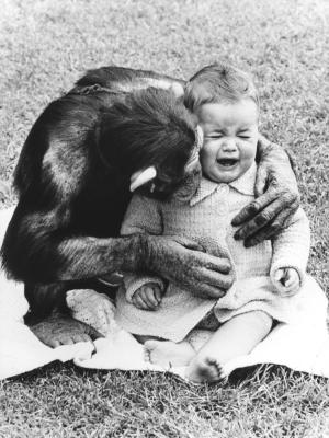 Chimpanzee-comforting-a-crying-child-John-Drysdale-200434.jpg