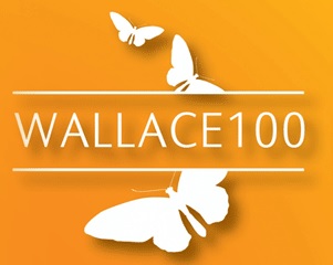 wallace 100 laranja