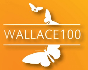 wallace 100 laranja